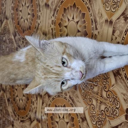 Foto 1/1 AKIRA Chat perdido en Chennai