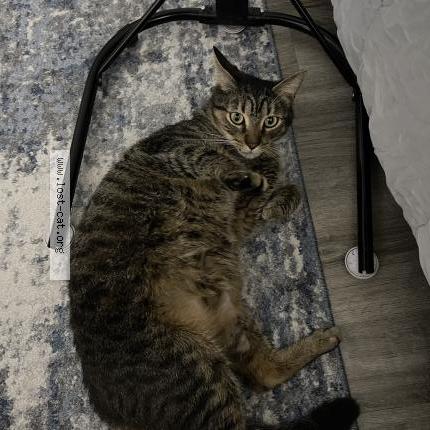 Foto 1/1 Gato encontrado Encontrado en Cartersville