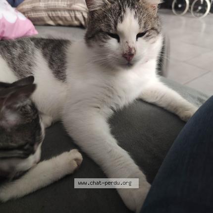 Foto 1/1 Flash Chat perdido en Ardelles