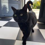 Foto del gato perdido en Voreppe