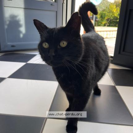 Foto 1/1 Zadig Chat perdido en Voreppe