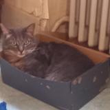 Foto del gato perdido en Barberaz