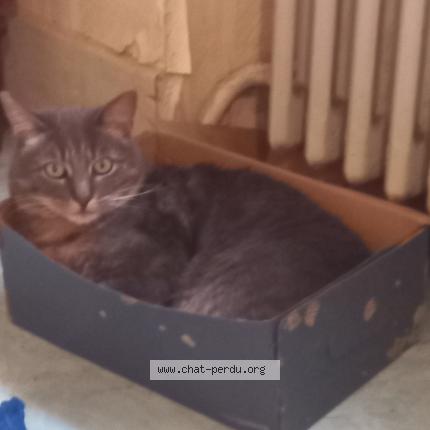 Foto 1/1 Kingston Chat perdido en Barberaz