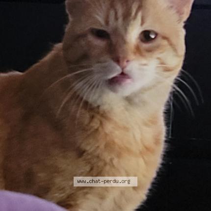 Foto 1/1 Simba Chat perdido en Ermont