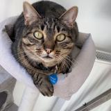 Foto del gato perdido en Rion Des Landes