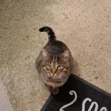 Foto del gato perdido en Saint Cheron