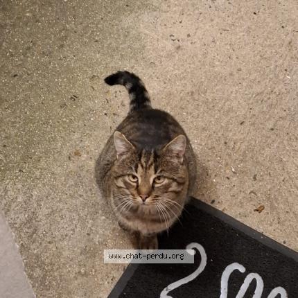 Foto 1/1 Simba Chat perdido en Saint cheron