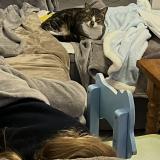 Foto del gato perdido en Nerac