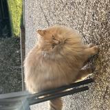 Foto de gato encontrado en Kintzheim