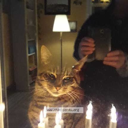 Foto 1/1 carole Meurice Svedin Chat perdido en Genval