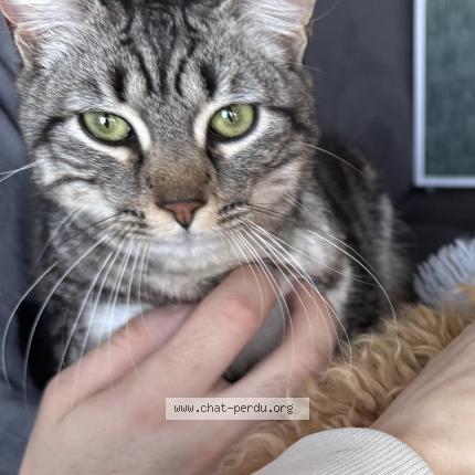 Foto 1/1 Gizmo Chat perdido en Saint remy en mauge