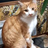 Foto del gato perdido en 24150 Lalinde