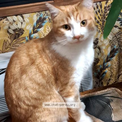 Foto 1/1 MAMOUR Chat perdido en 24150 lalinde