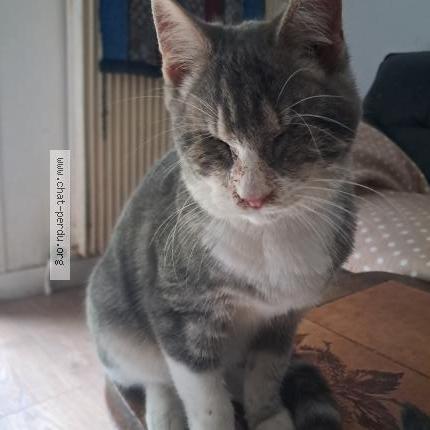 Foto 1/1 Chouchou ou Doudou Chat perdido en Franqueville st pierre