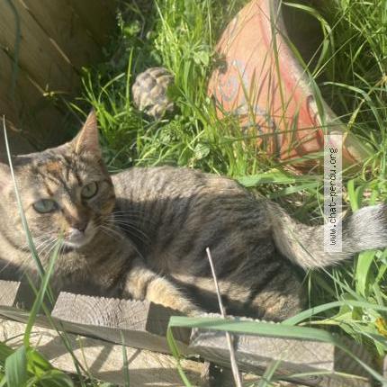 Foto 1/1 Stone Chat perdido en Montfaucon