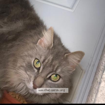 Foto 1/1 Ruby Chat perdido en Frouzins