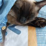 Foto del gato perdido en Livry Gargan