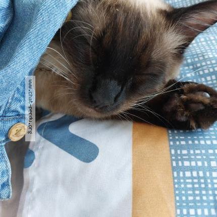 Foto 1/1 Cookies Chat perdido en Livry gargan