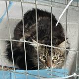 Foto de gato encontrado en Brive La Gaillarde