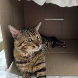 Foto del gato perdido en Hannover