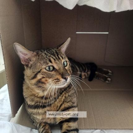 Foto 1/1 Oscar Chat perdido en Hannover