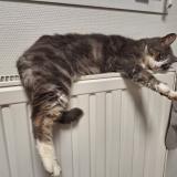 Foto del gato perdido en Beruges