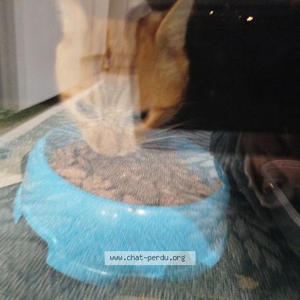 Foto 1/1 Gato encontrado Encontrado en Annecy