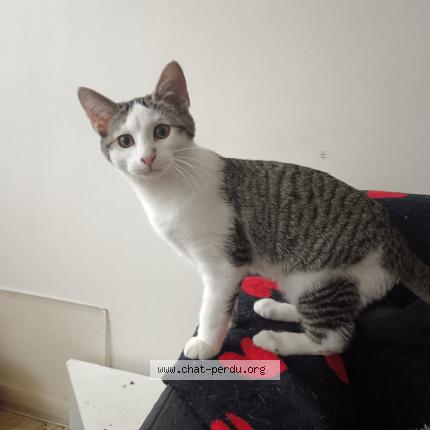 Foto 1/1 Maya Chat perdido en Saint maur des fosses