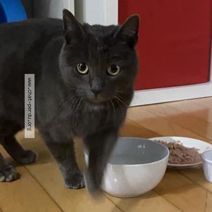 Foto 1/1 Gato encontrado Encontrado en Saint jean sur richelieu