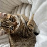 Foto del gato perdido en Monts