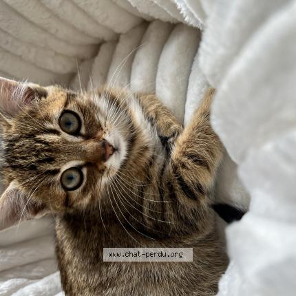 Foto 1/1 Amande Chat perdido en Monts