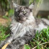 Foto del gato perdido en La Montagne