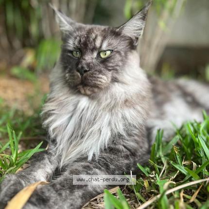 Foto 1/1 Prydwyn Chat perdido en La montagne