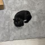 Foto del gato perdido en La Ville Du Bois