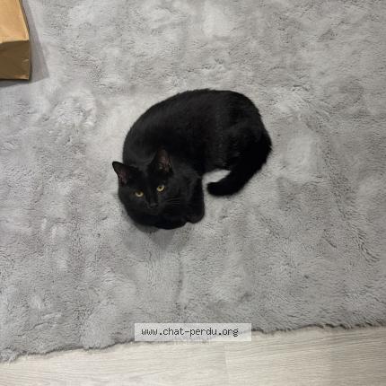 Foto 1/1 Chocolat Chat perdido en La ville du bois