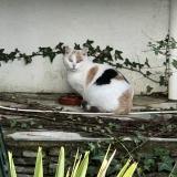 Foto de gato encontrado en Saint Hippolyte Du Fort