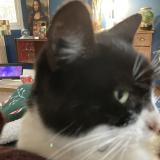 Foto del gato perdido en Toulouse