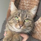 Foto de gato encontrado en Fontaine Daniel