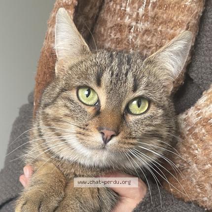 Foto 1/3 Gato encontrado Encontrado en Fontaine daniel