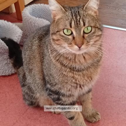 Foto 2/3 Gato encontrado Encontrado en Fontaine daniel