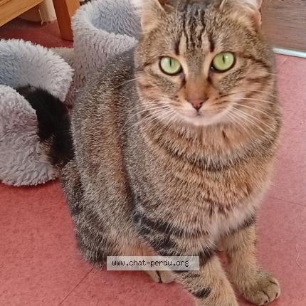 Foto 3/3 Gato encontrado Encontrado en Fontaine daniel