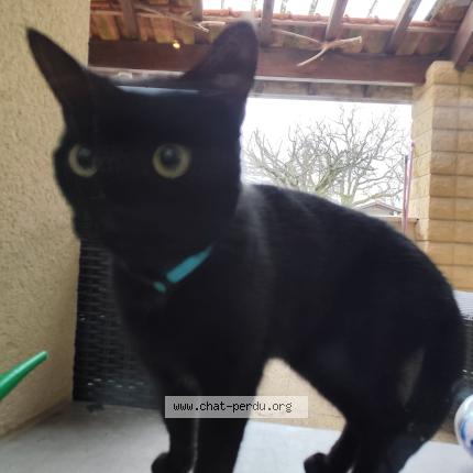 Foto 1/1 Gato encontrado Encontrado en Saint laurent d arce