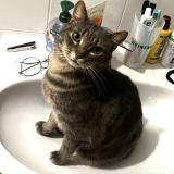 Foto del gato perdido en Bois D Arcy