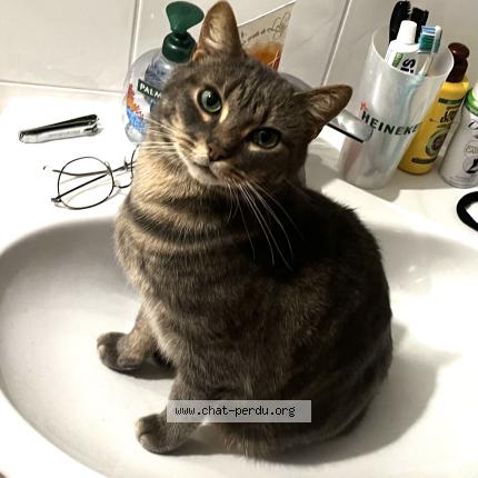 Foto 1/1 Taz Chat perdido en Bois d arcy