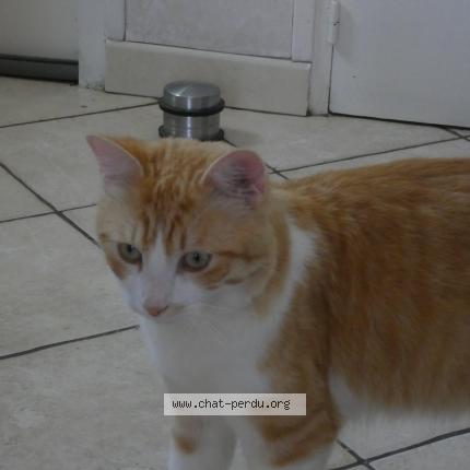 Foto 1/1 triskel Chat perdido en Saint herblain