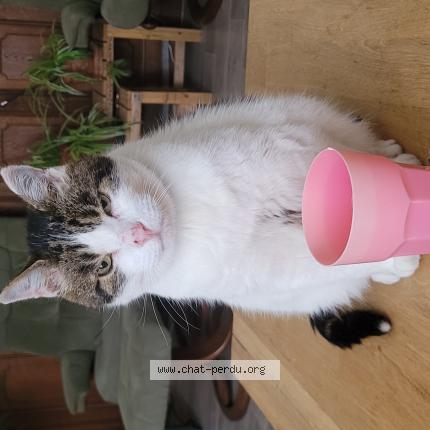 Foto 1/1 Charlie Chat perdido en Villerable