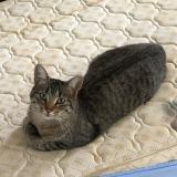 Foto del gato perdido en Saint Medard En Jalles