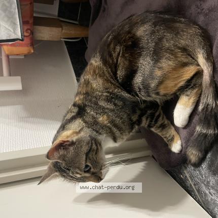 Foto 1/1 Gato encontrado Encontrado en Tours