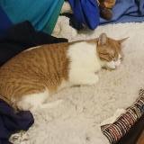 Foto de un gato reunido en Basel