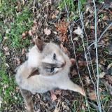 Foto de gato encontrado en Fontcouverte